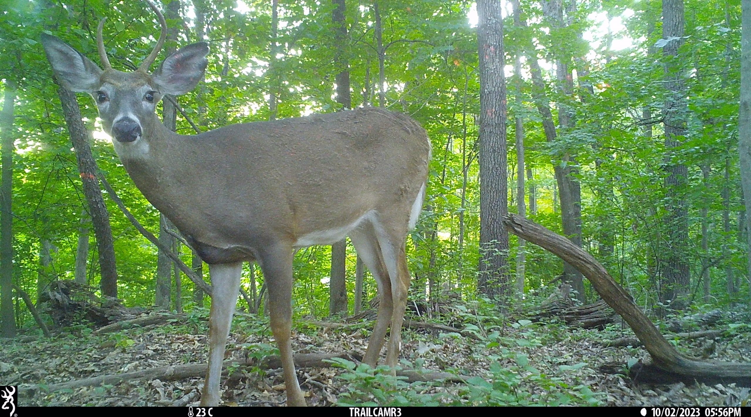 White-tailed deer (Odocoileus virginianus) in a Connecticut forest